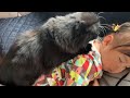 寝ている娘の背中にへばり付いて離れない猫　ラガマフィン　A cat clinging to daughter's back