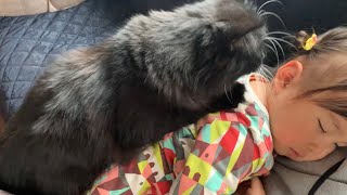 寝ている娘の背中にへばり付いて離れない猫　ラガマフィン　A cat clinging to daughter's back