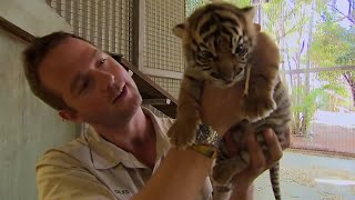 ⁣When Tigers Meet Humans | BBC Earth