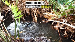 Ya Tuhanku!!! Tak henti²nya tanganku gemetar mancing dirawa ini #SG-262