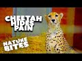 Cheetah: Concealing the Struggle Behind Grace | Nature Bites