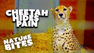 Cheetah: Concealing the Struggle Behind Grace | Nature Bites