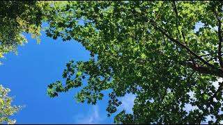 Blätter im Wind | Naturgeräusche | Meditation und Einschlafhilfe