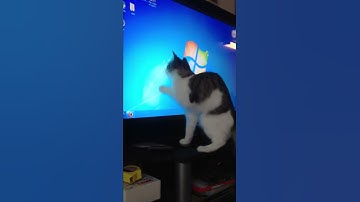 Kitty Attacking Cursor
