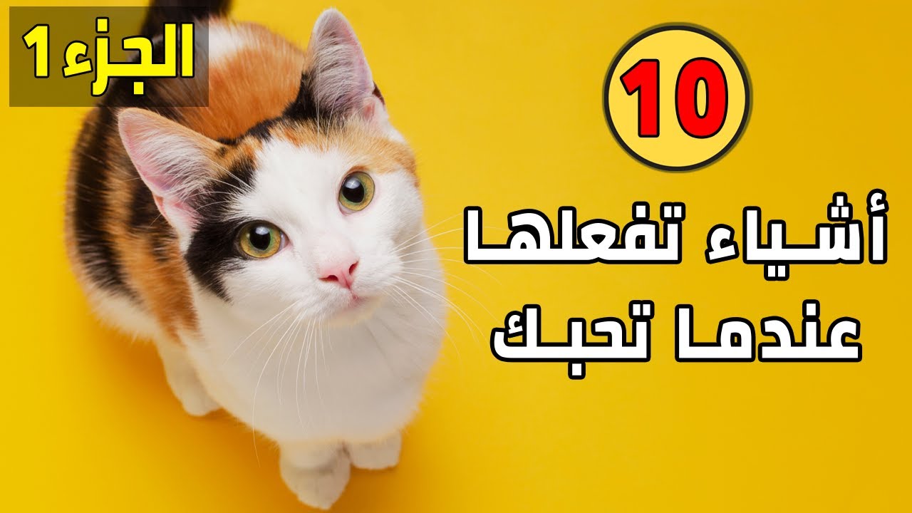 10 تصرفات تفعلها القطط عندما تكون تحبك