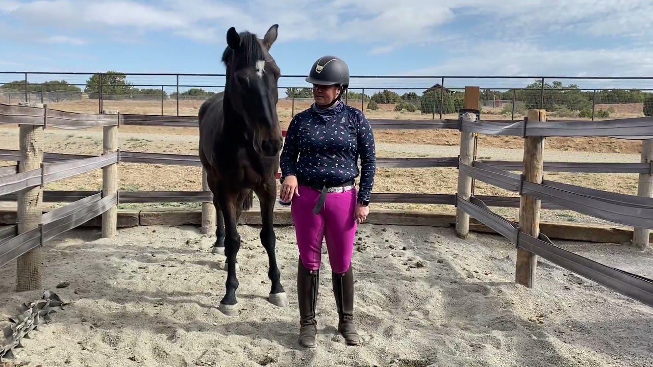 Clicker Training for Horses - A Horse's First Day of R+ - YouTube