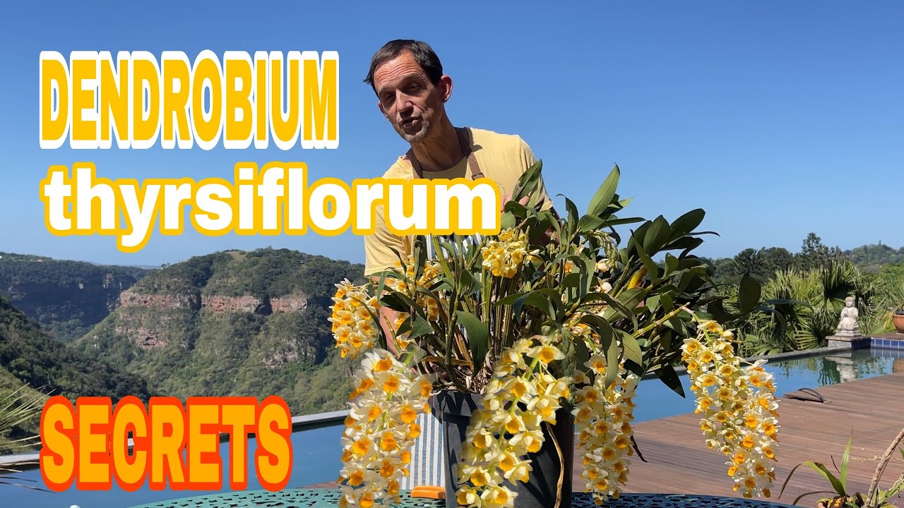 Почему ваш Dendrobium thyrsiflorum не цветёт — полное руководство по уходу и цветению