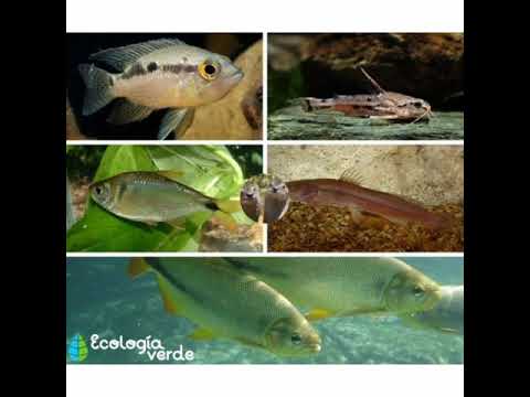 Flora y fauna del río Paraná de las Palmas Flora y Fauna del Río Paraná: Aventura para Niños