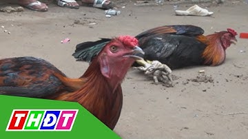 Bến Tre: Bắt quả tang 13 đối tượng đá gà ăn tiền | THDT