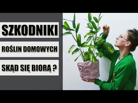 Wideo: Szkodniki Roślin Strączkowych: ćma Akacjowa