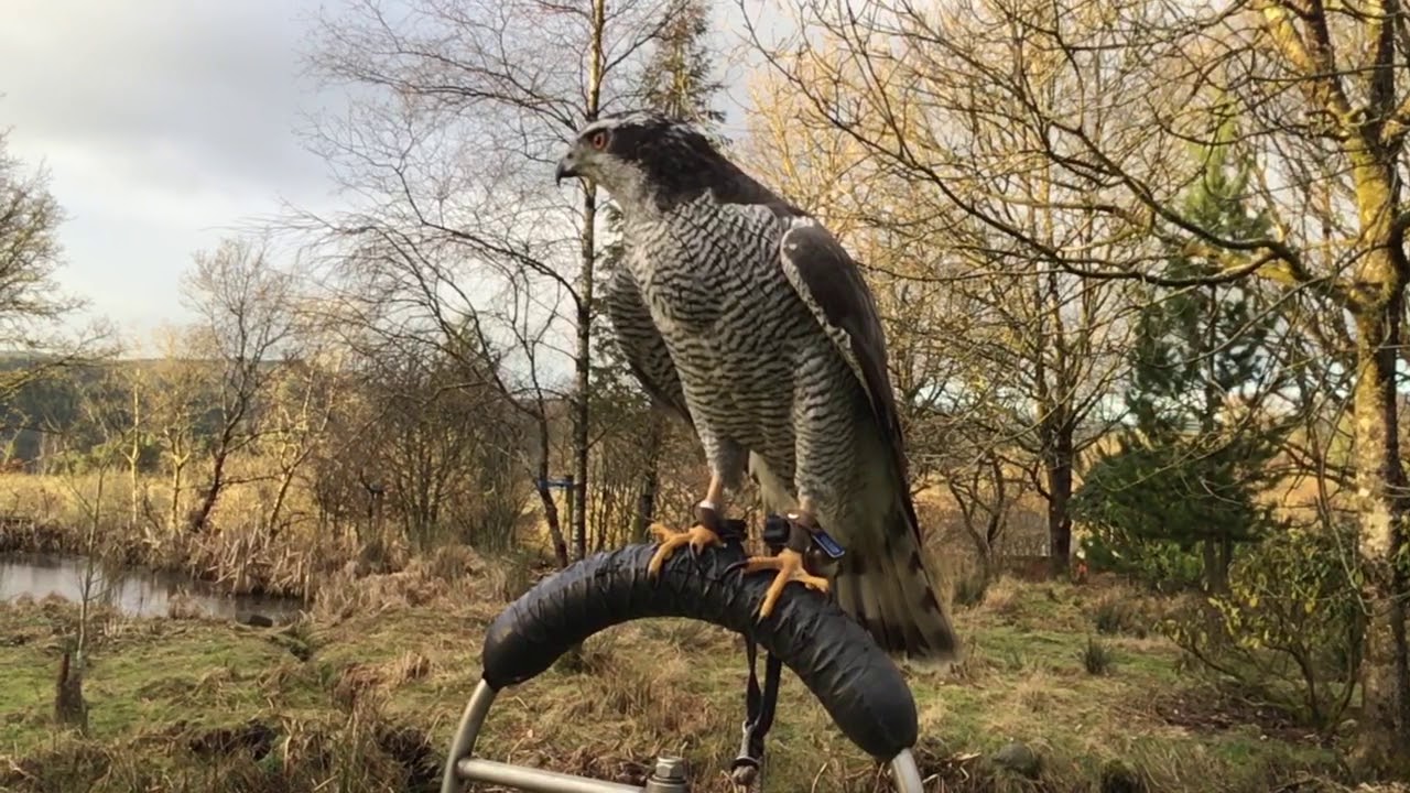 Kintail Birds of Prey Argyll Falconry Experience Goshawk