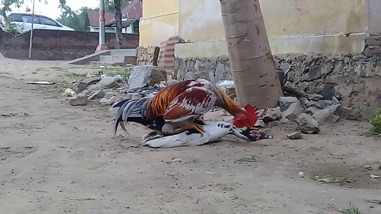 Ayam Philipin vs Bebek 