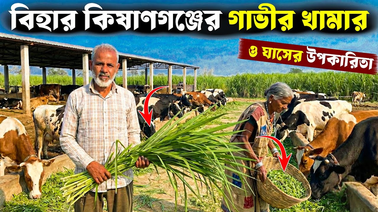 বিহার কিষাণগঞ্জের গাভীর খামার ও ঘাসের উপকারিতা | Dairy Farming