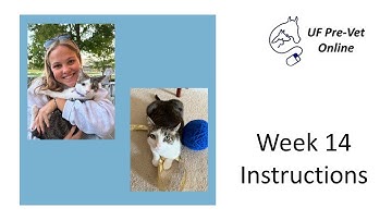 Week 14 video instructions-Fall 2025