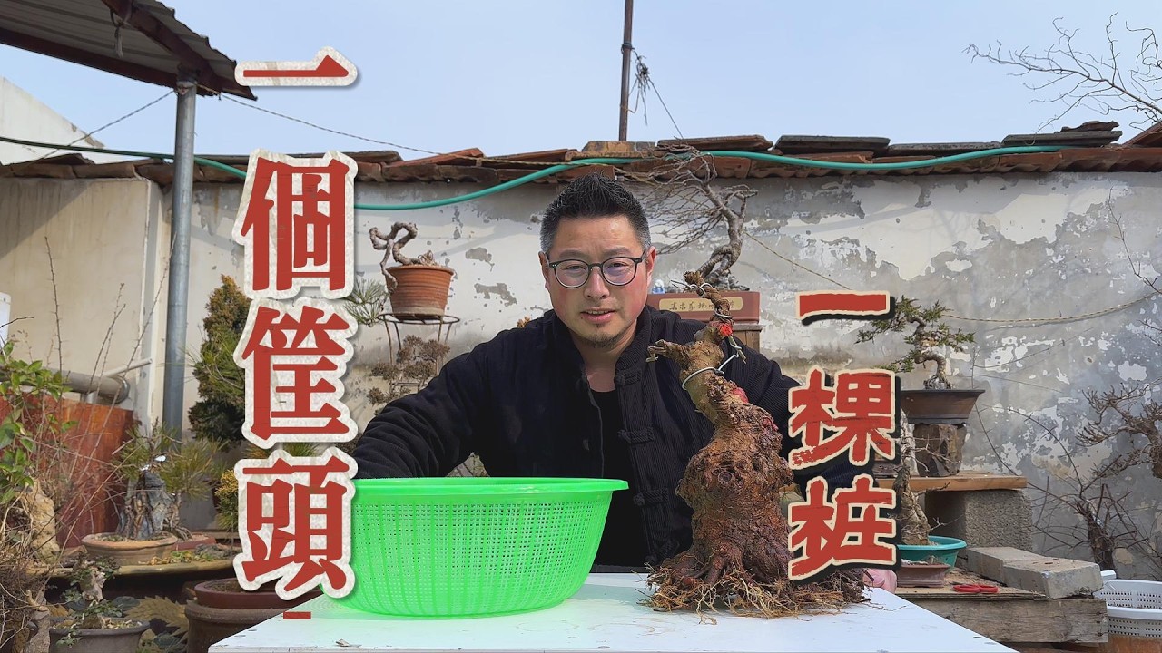 一个筐头一棵桩