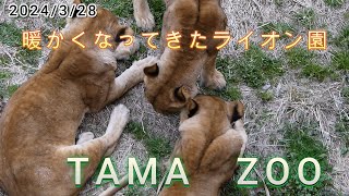 暖かくなってきたライオン園　2024/3/28【多摩動物公園　ライオン】