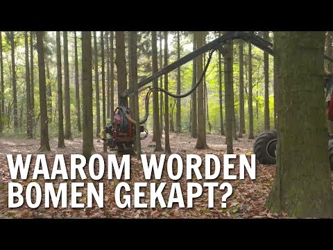 Video: Waarom worden bomen gekapt?