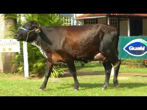 LOTE 34 • 10º LEILÃO FAMÍLIAS • GIROLANDO E GIR LEITEIRO • 7717CK