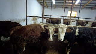 KURBANLIK DANALARIMIZA İÇ PARAZİT YAPIYORUZ 2023