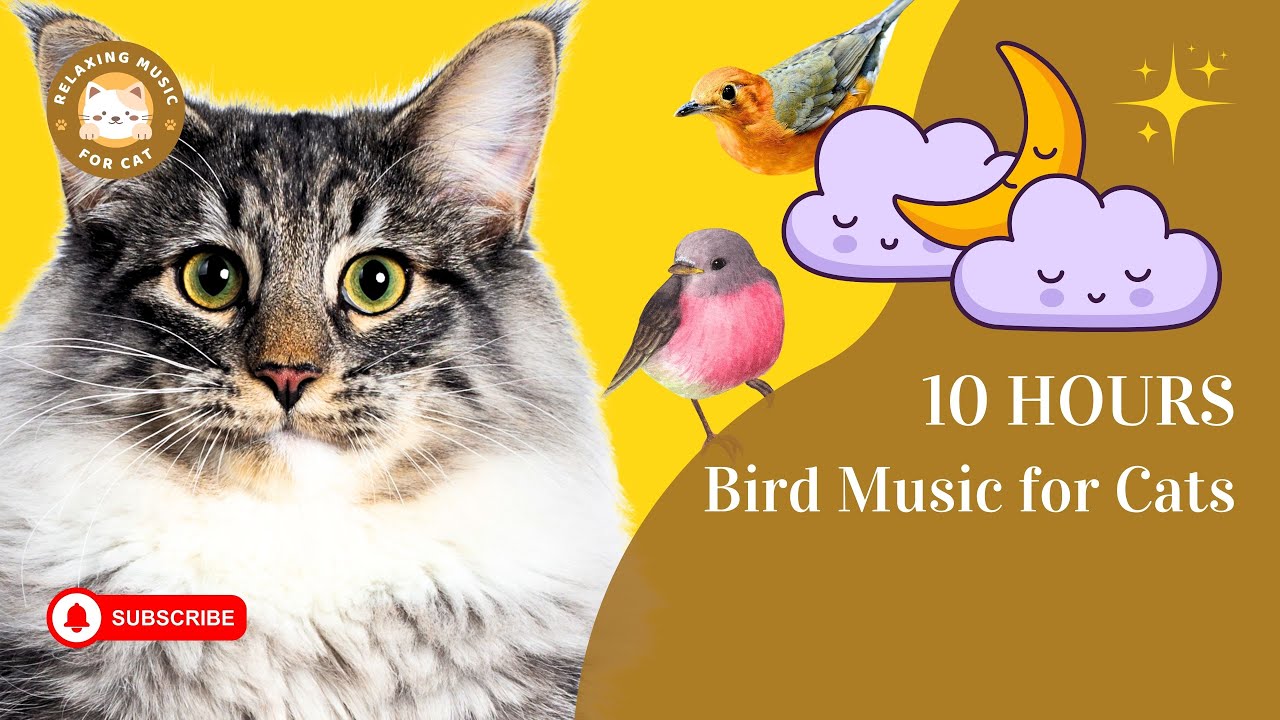 Bird Music for Cats 10 Hours 🐦 Relaxing Music for Cat YouTube