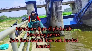 REKOR DUNIA,,JALA IKAN DI BAWAH PINTU AIR BENDUNG GERAK DAPAT IKAN SAK BANTAL BANTAL 