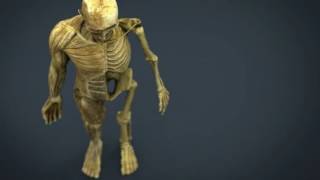 3D Model HUMAN BODY ANATOMY MODEL at 3DExport.com