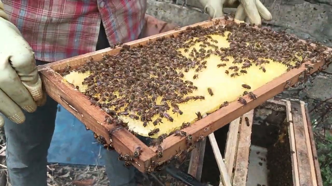 Thăm trại ong sau 7 ngày xây cầu 27/2/2026 0399420688