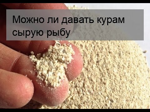 Можно давать курам рыбу. Можно ли курам давать сырую рыбу. Можно давать курам вареную рыбу. Можно ли давать несушкам рыбу. Можно ли курам давать речную рыбу.