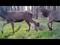 Solegnac BG500 Trail Cam test 2