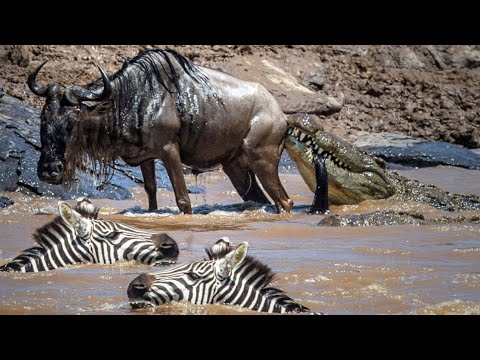 Видео: Великая миграция антилоп гну и зебр