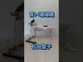 #青い珊瑚礁 #松田聖子 #犬 #鍵盤ハーモニカ