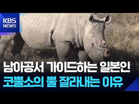 [Global K] Hornless Rhinos in South Africa... The Last Resort to Stop Poaching / KBS 09/30/2026