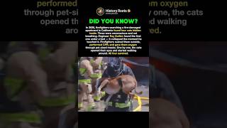 Firefighters Saved Four Cats From Fire 🐱🔥