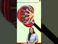 CBSE Class 11 Biiology - Columns of Bertini | How to remember names and terms in Biology?