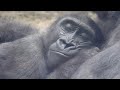 母ゲンキの胸で、本当に幸せそうな顔で眠るキンタロウ⭐️ゴリラ Gorilla【京都市動物園】Kintaro sleeps looking happy while being held by  mom