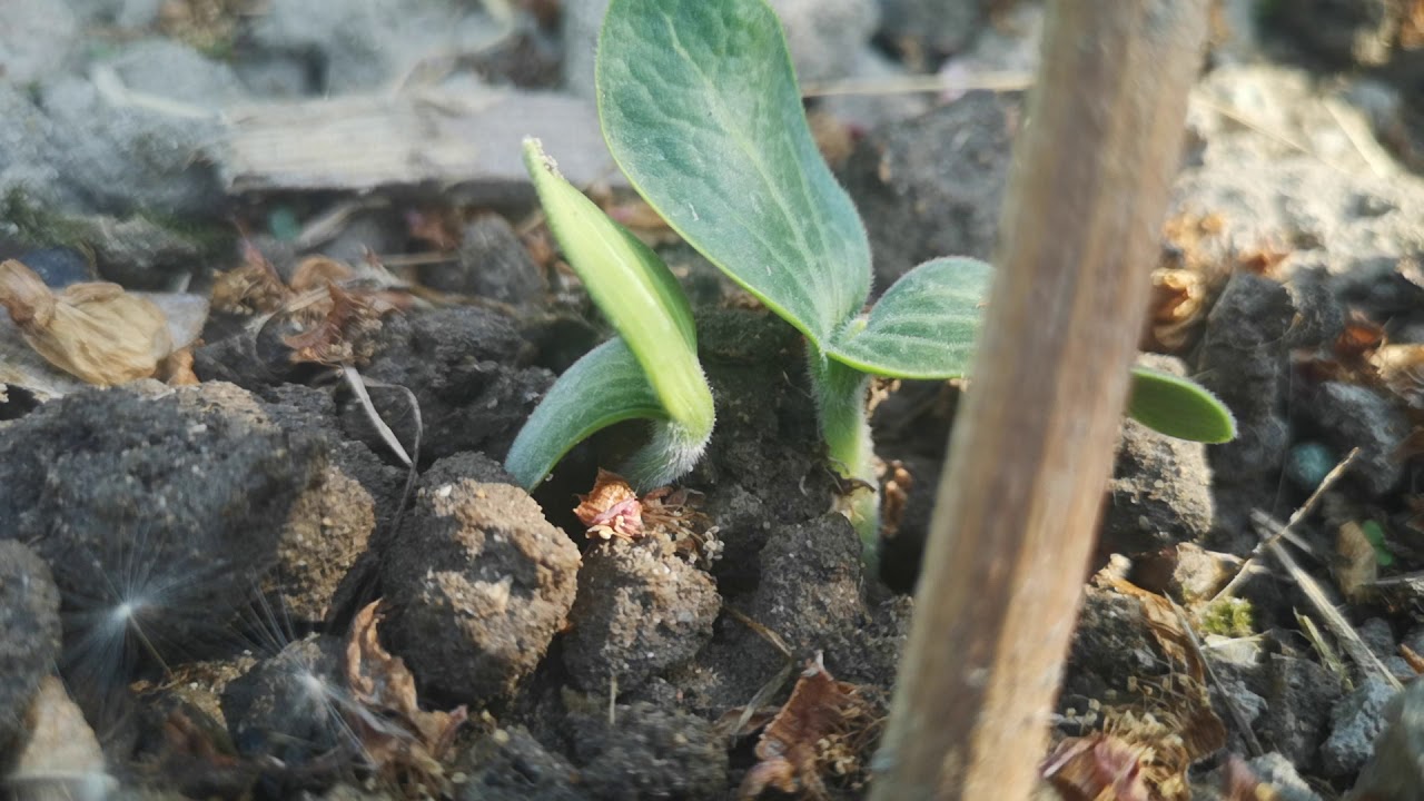 How a plant grows plant growing YouTube