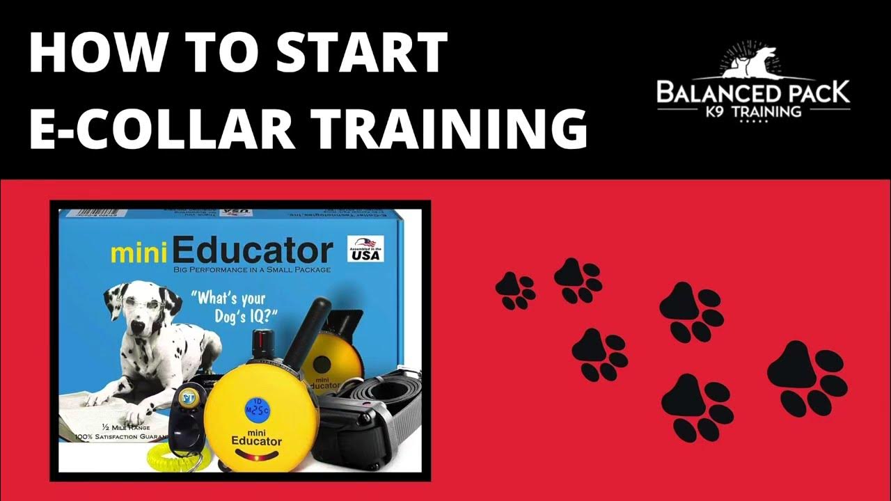 HOW TO START ECOLLAR TRAINING YouTube