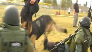 K9 TACTICAL OPERATIONS CLASS
