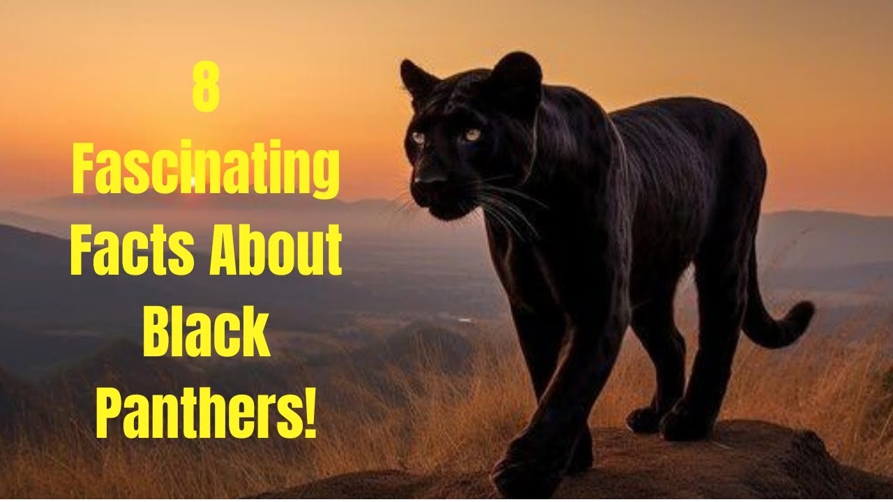 8 Fascinating Facts About Black PANTHERS!!!