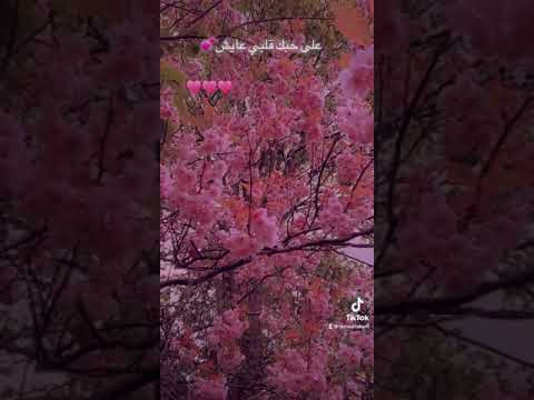 فضل شاكر على حبك قلبي عايش