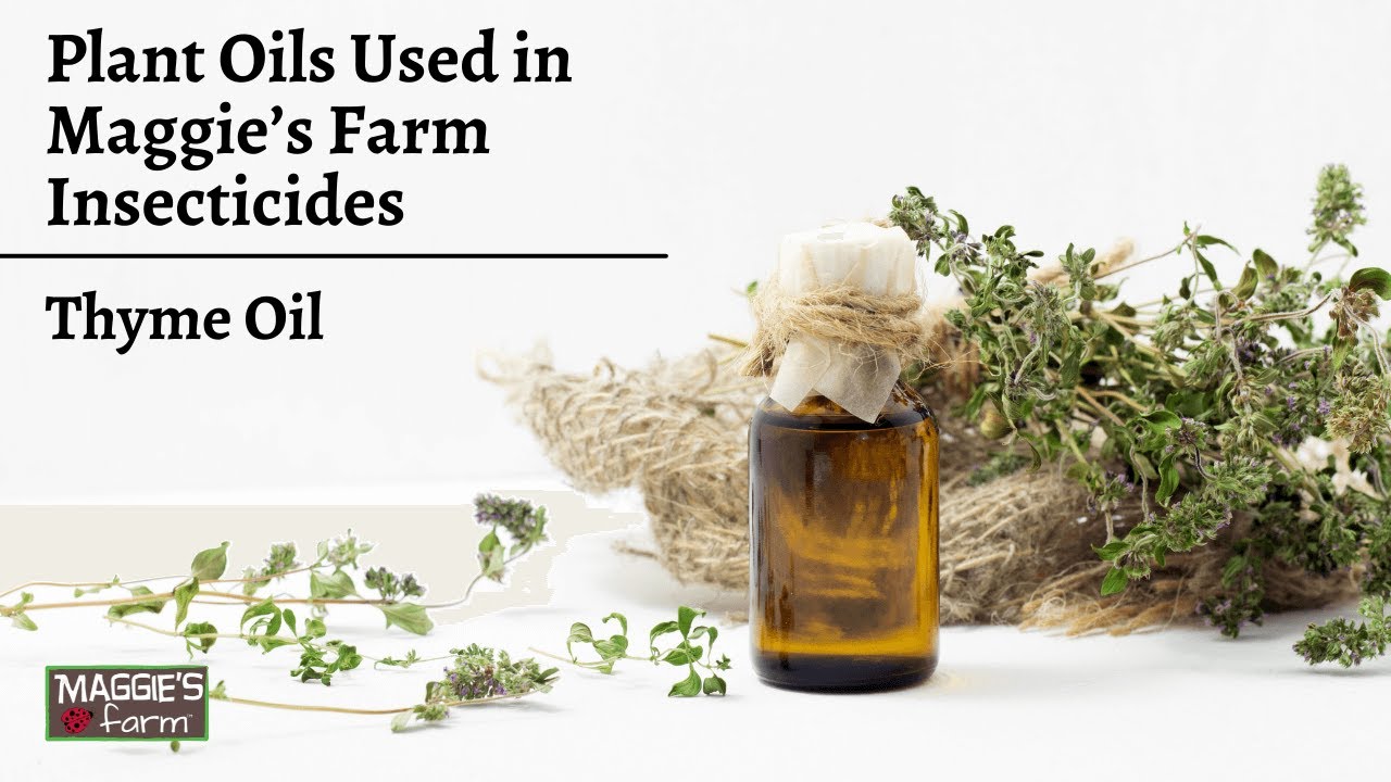 Plant Oils Used in Maggie's Farm Insecticides Ep. 11 (Thyme Oil
