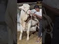 Gulabi Bachraa MashaAllah !! #cow #cattleworld #breeding #bull #cowlover #eidmubarak #cattlefarm