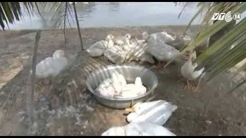 ► Dịch cúm gia cầm có nguy cơ bùng phát cao