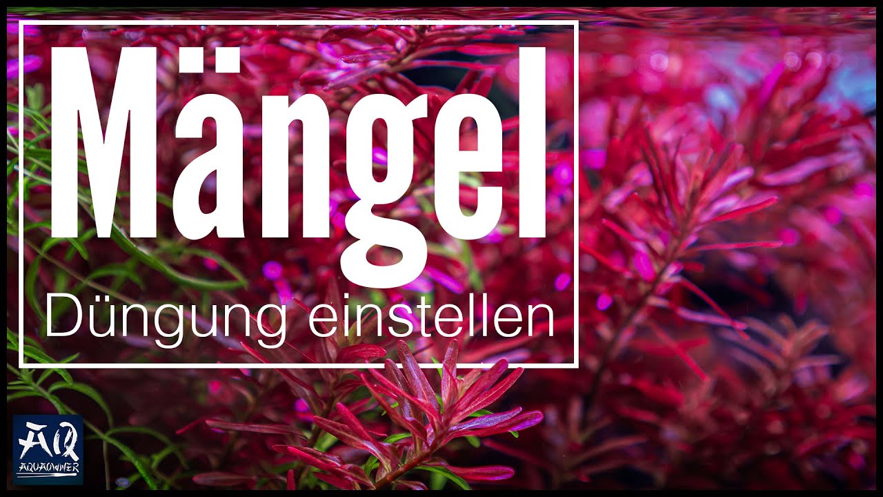 Mangelerscheinungen an Aquarienpflanzen! So stellst du die Düngung richtig ein | AquaOwner