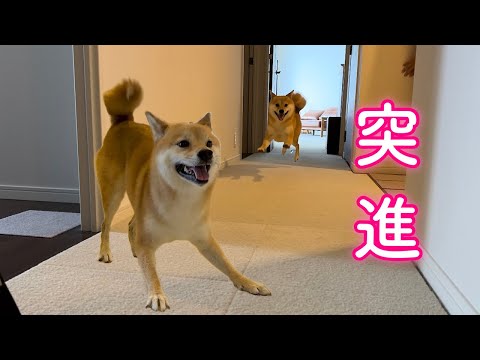 興奮のあまり調子に乗ってパパに挑戦状を叩きつける柴犬が可愛い