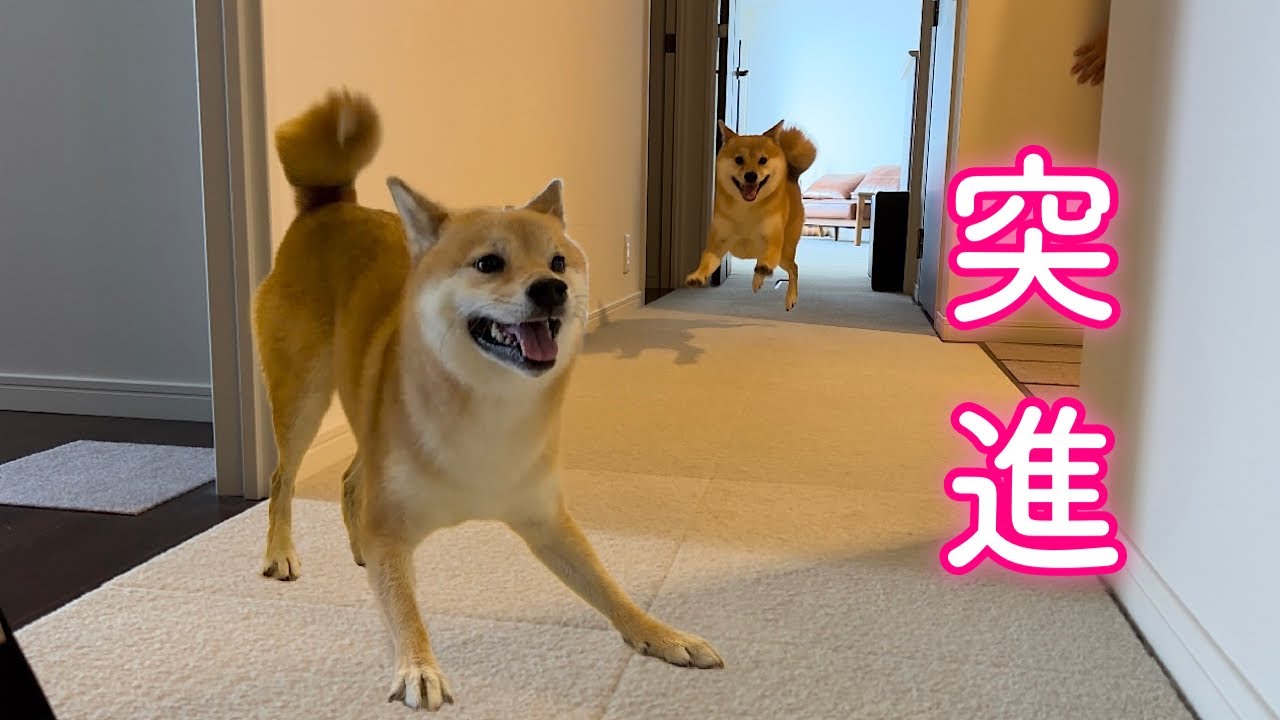 興奮のあまり調子に乗ってパパに挑戦状を叩きつける柴犬が可愛い
