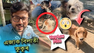 Assam dog market || Dog Farm || best dog market in assam || Dog video