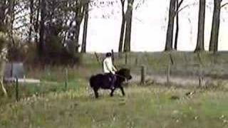 Me And My Shetlander Stallion