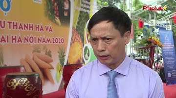 Đưa vải thiều Thanh Hà tới người tiêu dùng Thủ đô