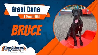 Dog Obedience Fort Wayne | 9 Month Old Great Dane | Off Leash K9 Training of Fort Wayne